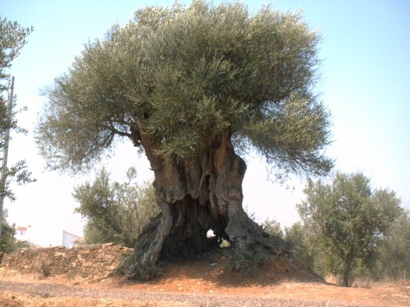 הוילה São Marcos da Ataboeira Abetarda Cc מראה חיצוני תמונה