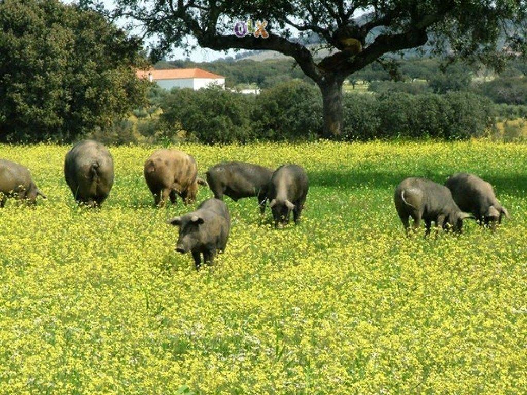 הוילה São Marcos da Ataboeira Abetarda Cc מראה חיצוני תמונה