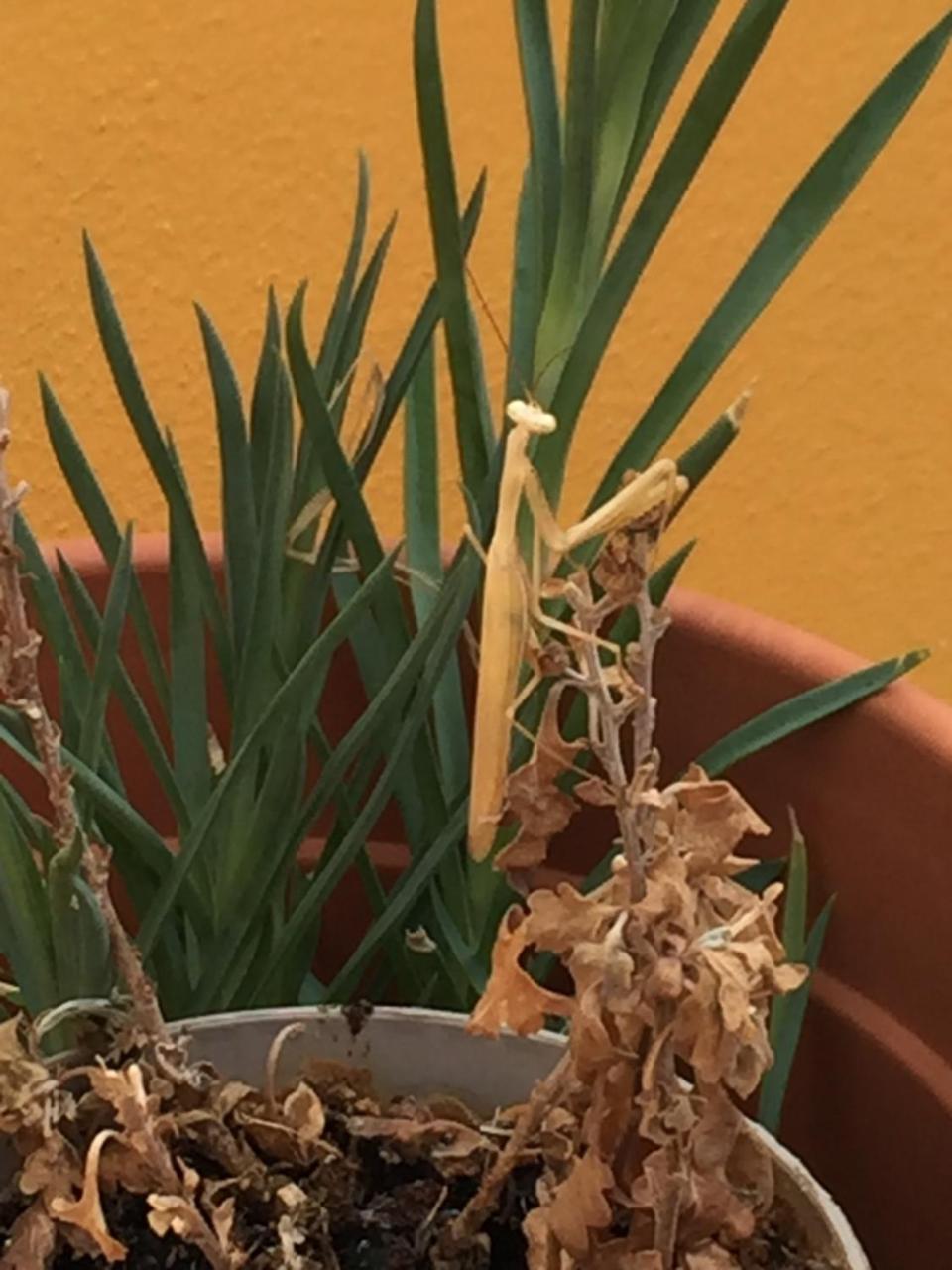 הוילה São Marcos da Ataboeira Abetarda Cc מראה חיצוני תמונה